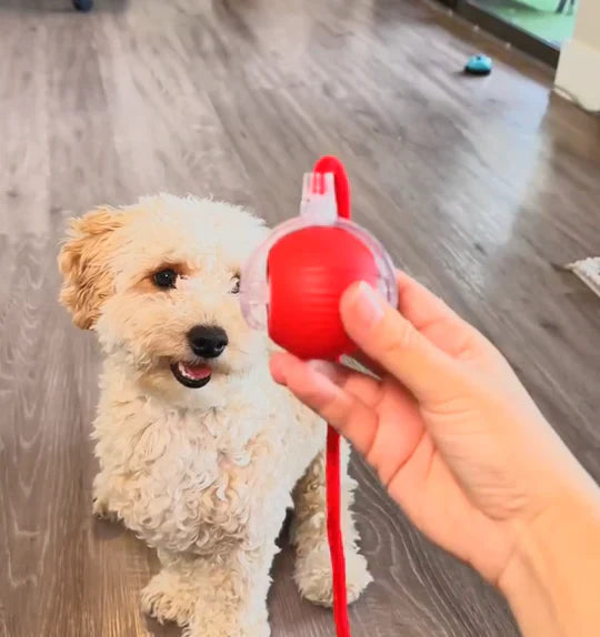 PetMotion™ - Bewegung, die begeistert