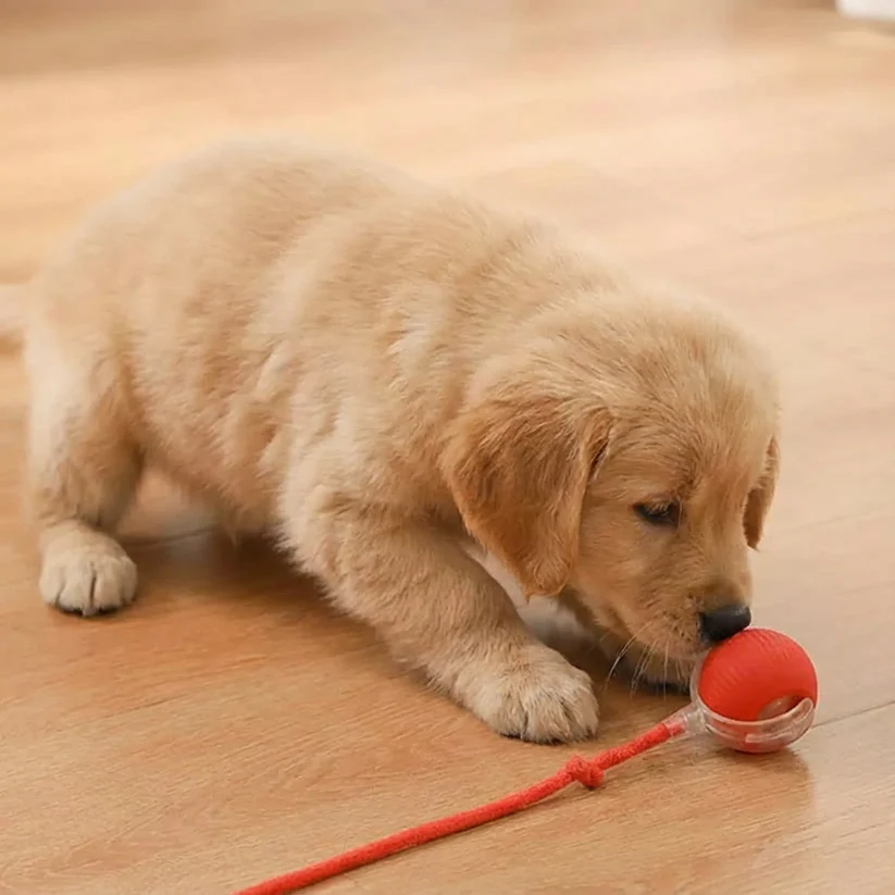 PetMotion™ - Bewegung, die begeistert
